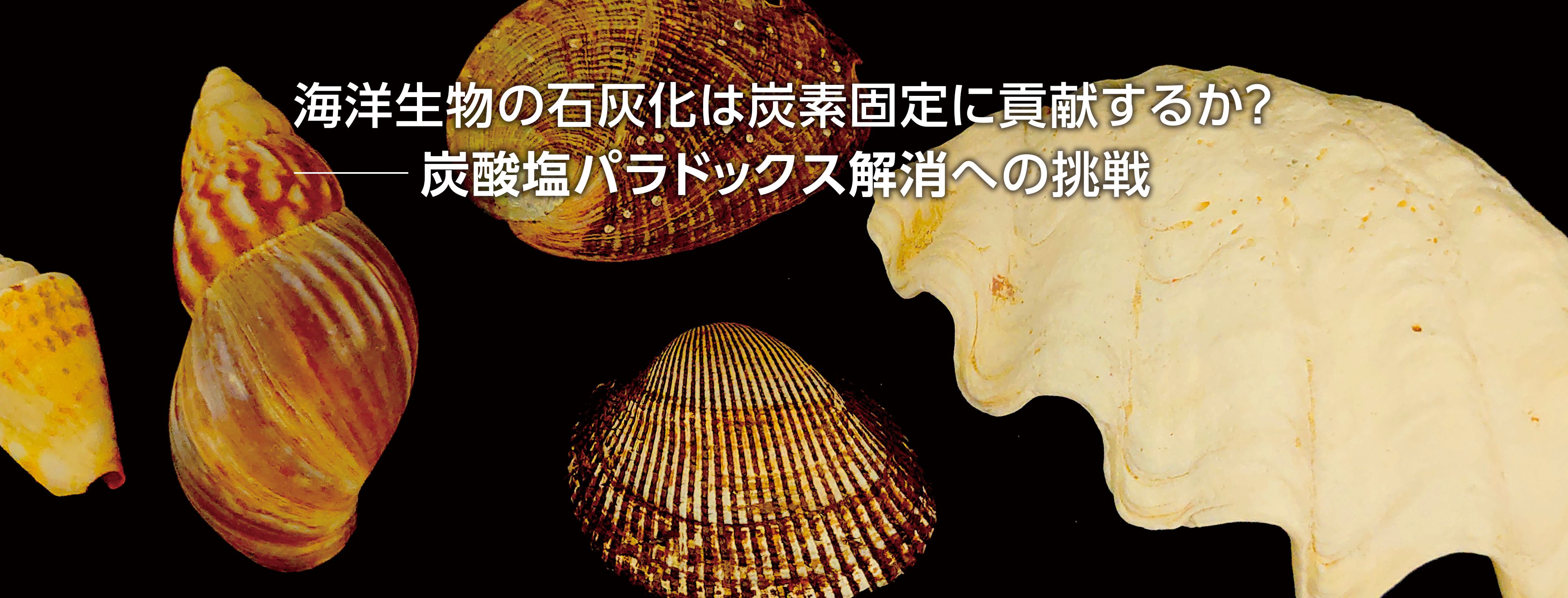 海洋生物の石灰化は炭素固定に貢献するか？ - 炭酸塩パラドックス解消への挑戦